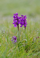 Anacamptis morio